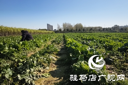 駐馬店周邊農(nóng)場解鎖冬日親子新體驗