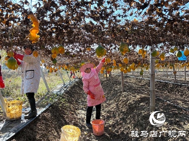 新蔡縣陳店鎮(zhèn):千畝瓜蔞迎豐收 “黃金果”鋪就致富路