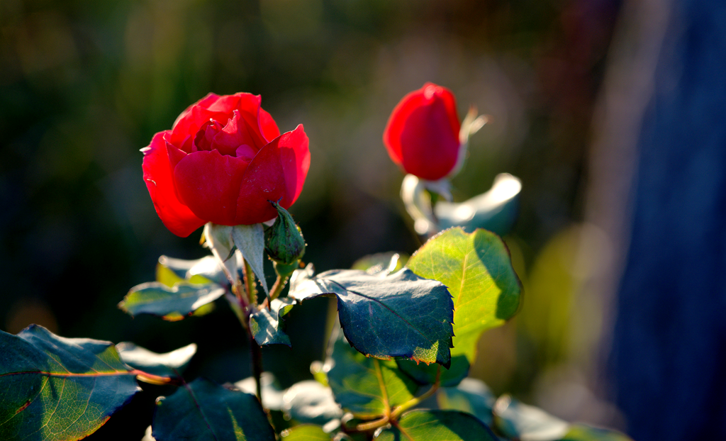 縣區(qū)動(dòng)態(tài) | 月季迎冬開 繁花送香來