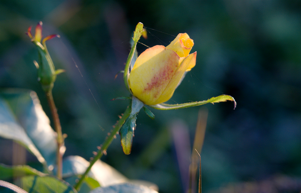 縣區(qū)動(dòng)態(tài) | 月季迎冬開 繁花送香來
