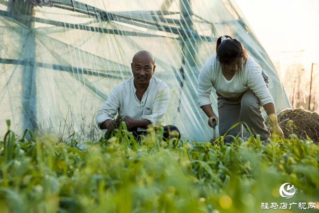 正陽縣清源街道吳紀偉：扎根鄉(xiāng)土 蹚出特色種植致富路