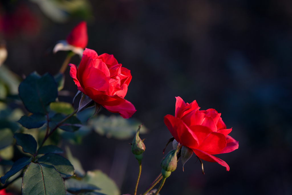 縣區(qū)動(dòng)態(tài) | 月季迎冬開 繁花送香來