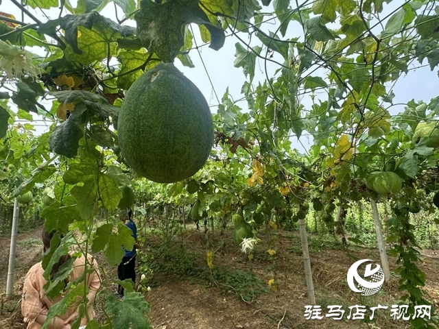 泌陽縣高邑鎮(zhèn)小屯村：瓜蔞種植結(jié)出鄉(xiāng)村“振興果”