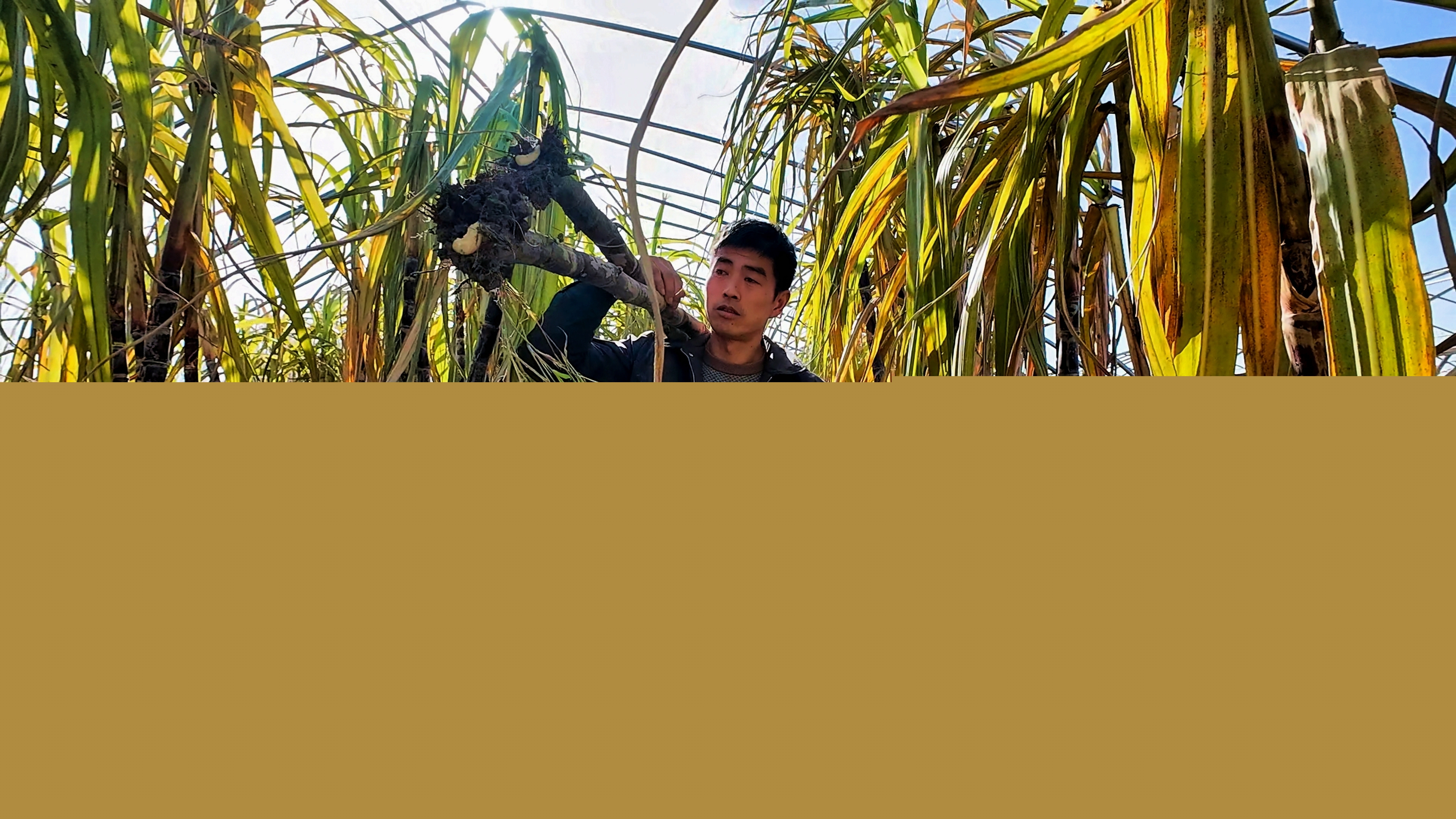 正陽縣油坊店鄉(xiāng)趙店村：“蔗”里豐收 “甜”到心坎