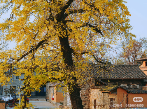 冬日信陽，獨(dú)具魅力！