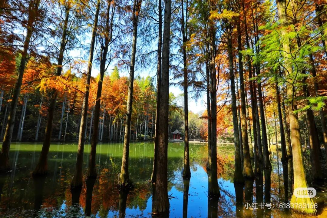 冬日信陽，獨(dú)具魅力！