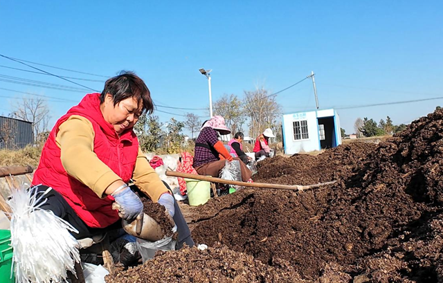 正陽縣熊寨鎮(zhèn)毛集村：菌菇撐起“致富傘” 鄉(xiāng)村綻放“幸福花”