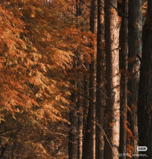 冬日信陽，獨(dú)具魅力！