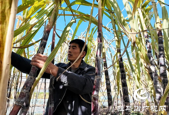 正陽(yáng)縣油坊店鄉(xiāng)???????：“蔗”里迎豐收 “甜”到心坎里