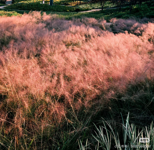 冬日信陽，獨(dú)具魅力！