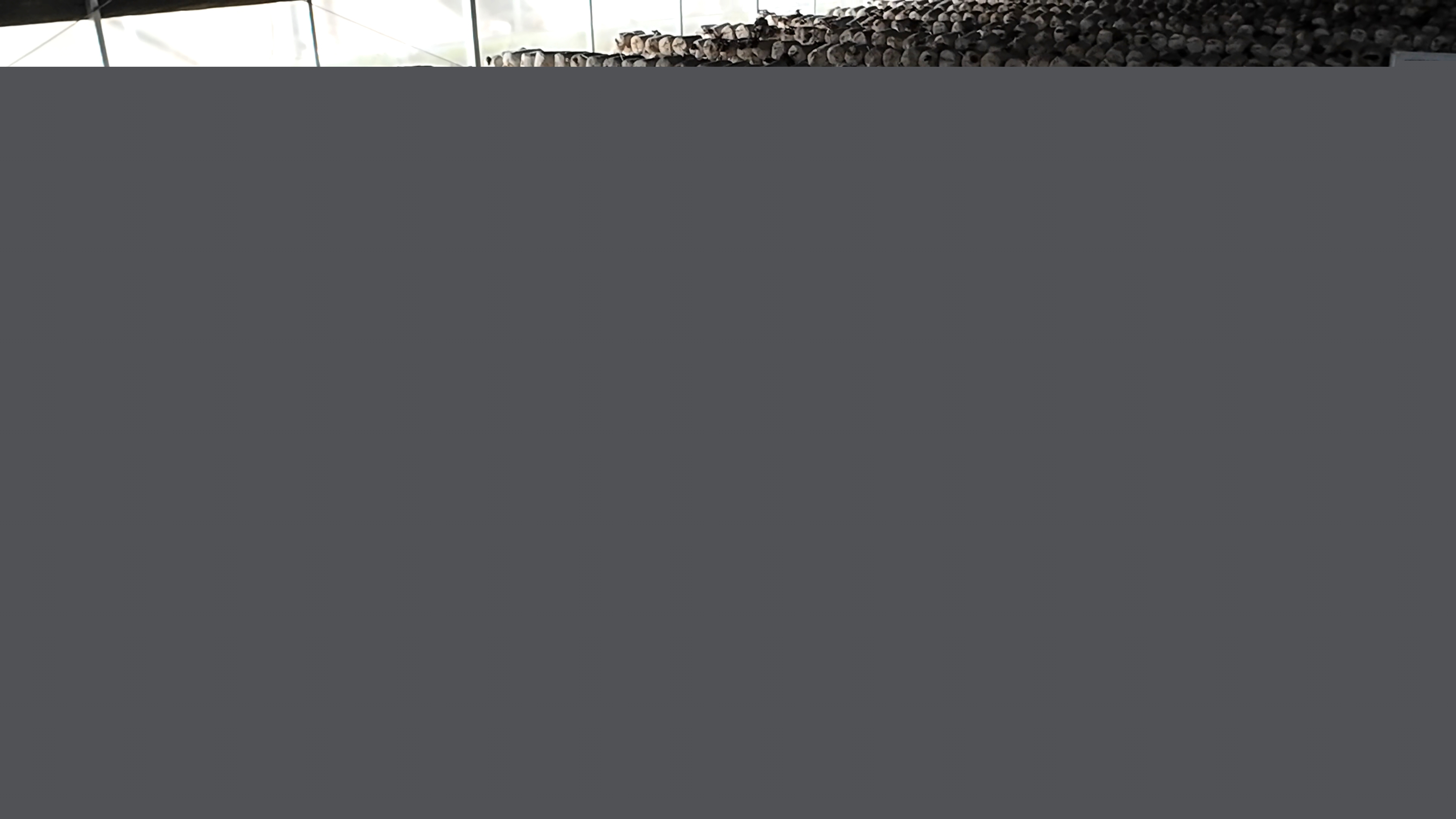 正陽縣熊寨鎮(zhèn)毛集村：菌菇撐起“致富傘” 鄉(xiāng)村綻放“幸福花”