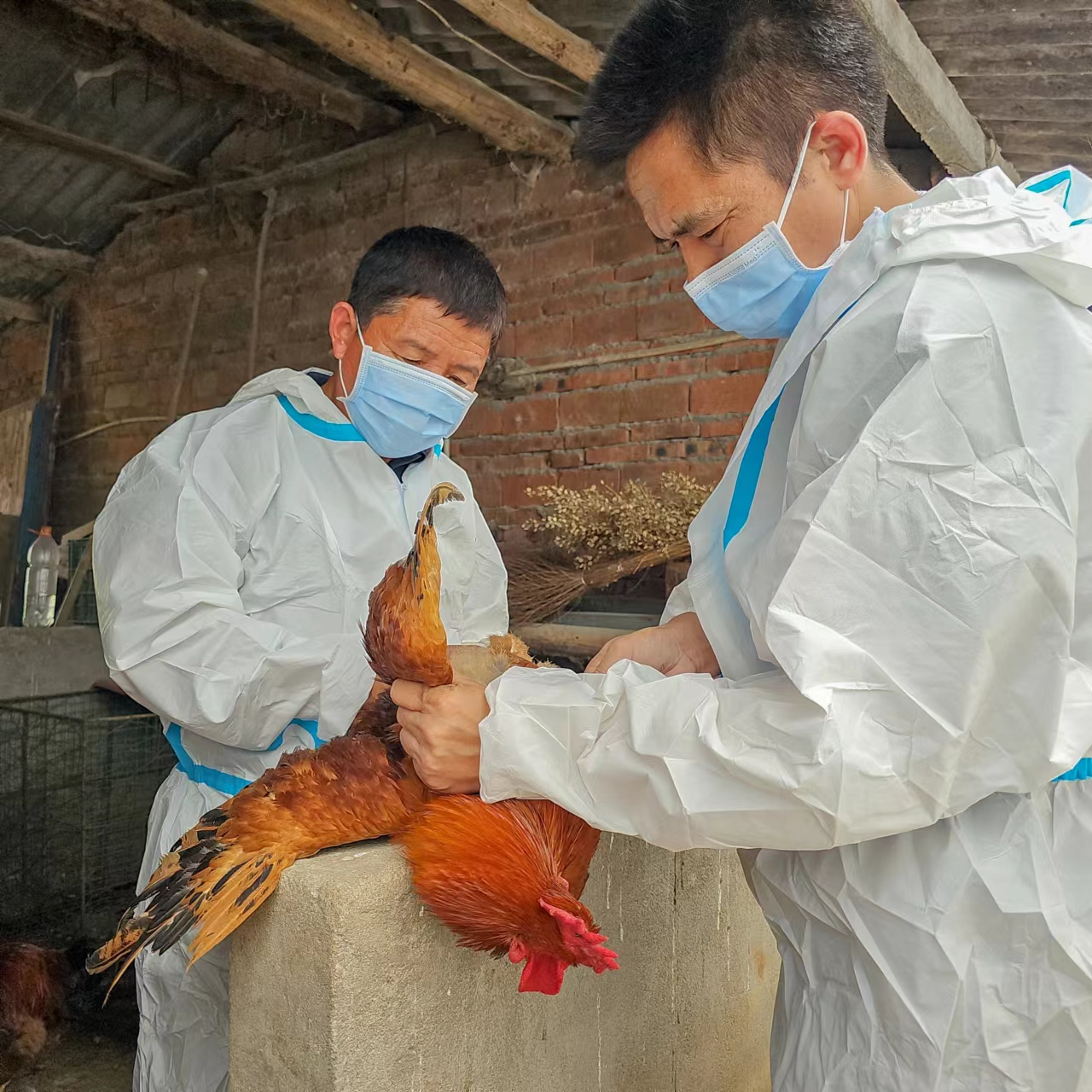 駐馬店市動(dòng)物疫病防疫檢疫中心發(fā)布12月份動(dòng)物疫病預(yù)警預(yù)報(bào)信息