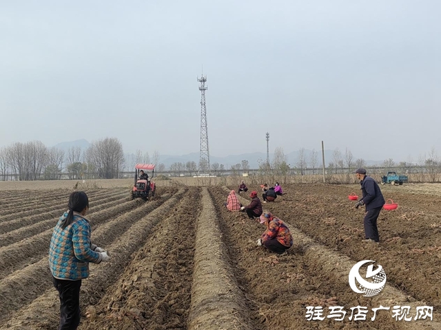 驛城區(qū)朱古洞鄉(xiāng)30余畝生態(tài)紅薯豐收遇滯銷 急盼愛心助力紓困