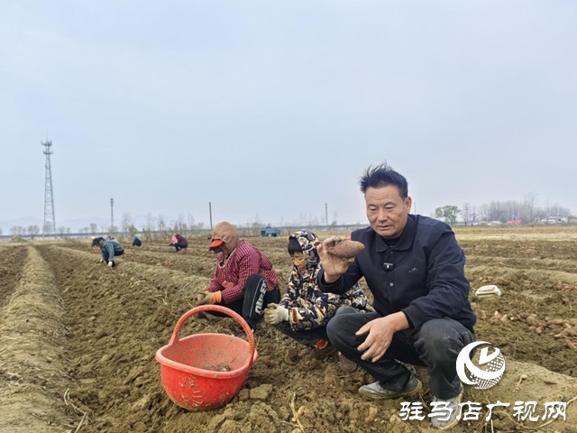 驛城區(qū)朱古洞鄉(xiāng)30余畝生態(tài)紅薯豐收遇滯銷 急盼愛心助力紓困