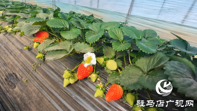 正陽縣慎水鄉(xiāng)：頭茬草莓搶“鮮”上市