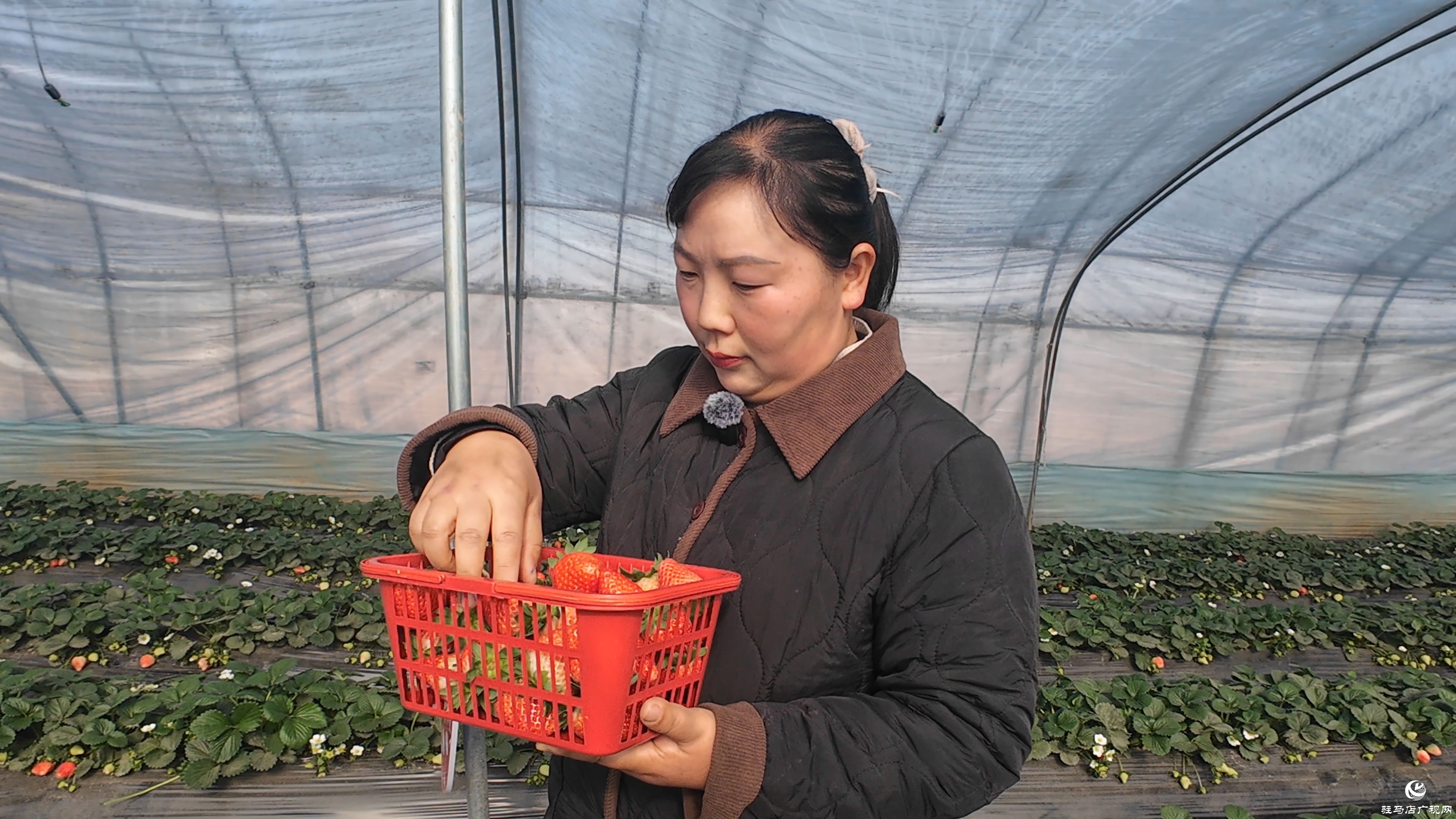 正陽(yáng)縣慎水鄉(xiāng)：頭茬草莓搶“鮮”上市