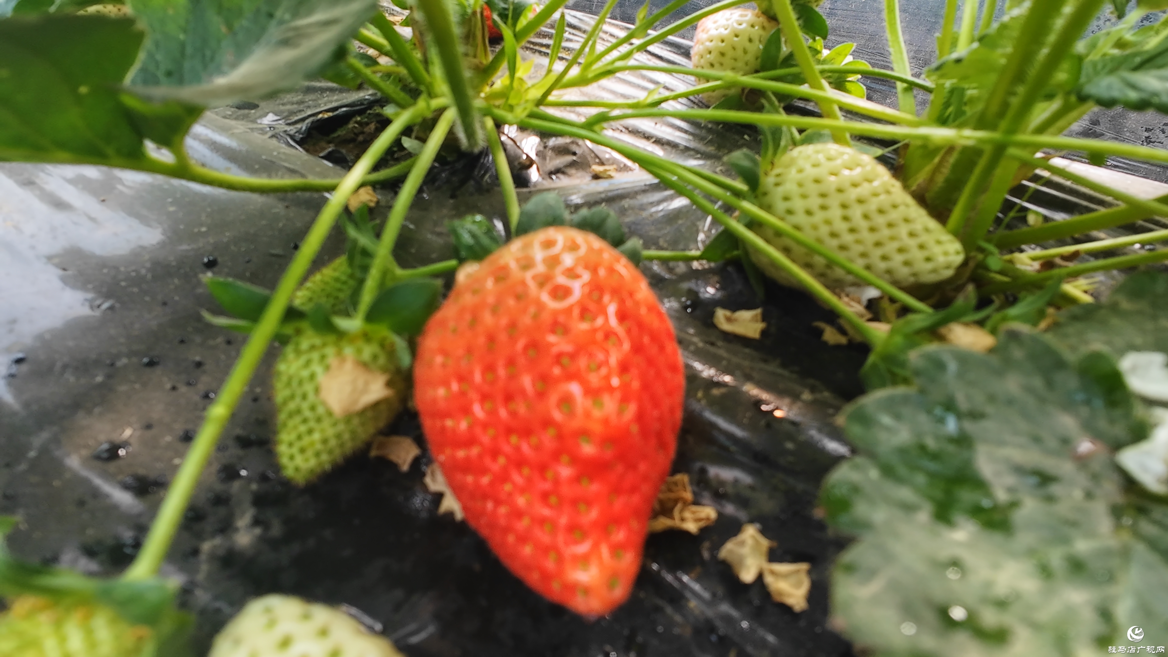 正陽(yáng)縣慎水鄉(xiāng)：頭茬草莓搶“鮮”上市