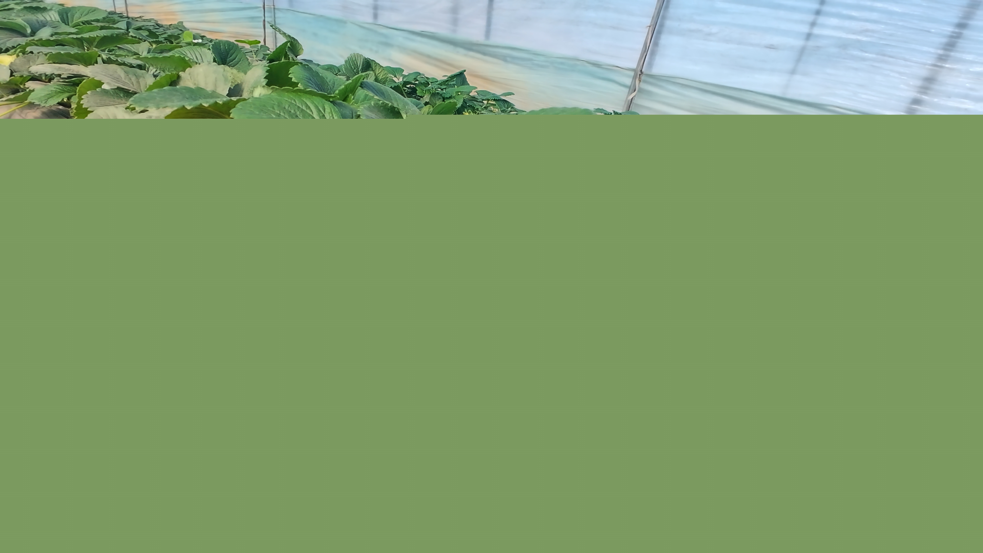 正陽(yáng)縣慎水鄉(xiāng)：頭茬草莓搶“鮮”上市