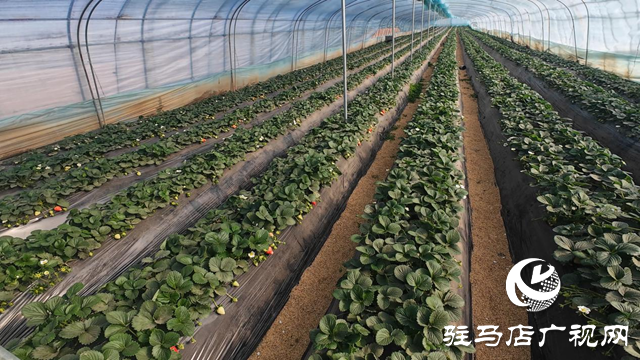 正陽縣慎水鄉(xiāng)：頭茬草莓搶“鮮”上市