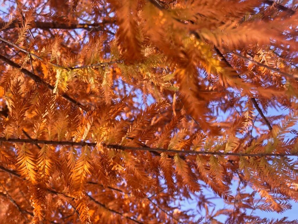 家門口的練江湖，藏著一片會(huì)“燃燒”的森林！