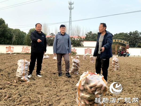 平輿縣郭樓街道前店村：讓鄉(xiāng)村產(chǎn)業(yè)添“薯”光