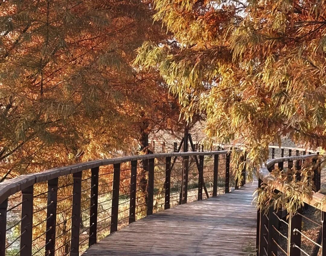 家門口的練江湖，藏著一片會(huì)“燃燒”的森林！