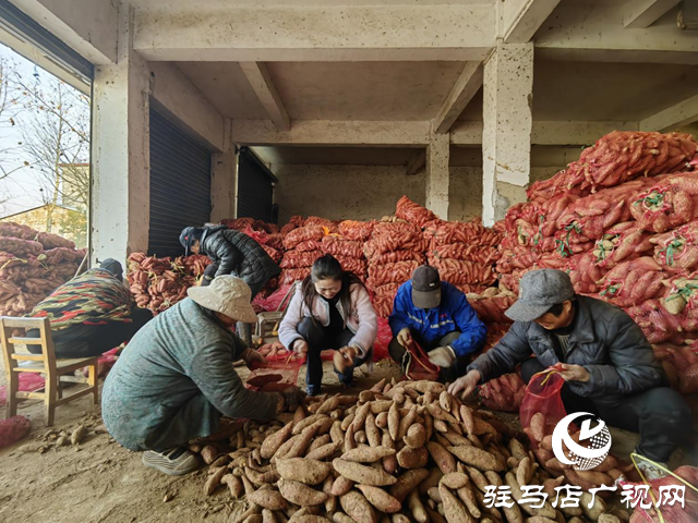 代表履職在田間：一份來自紅薯地的“暖心訂單”