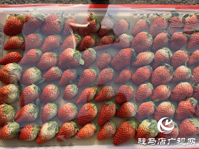 冬令水果扎堆上市 本月中下旬價(jià)格有望進(jìn)一步回落