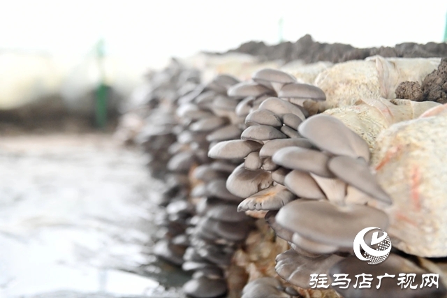 新蔡黃樓:小菌菇撐起鄉(xiāng)村“致富傘”