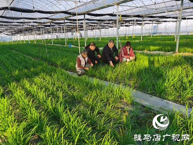 冬暖棚里“韭”香濃 特色種植鼓起村民“錢(qián)袋子”