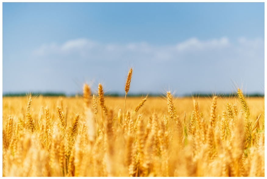 糧食總產量1350.98億斤 河南豐收不易擔當更重