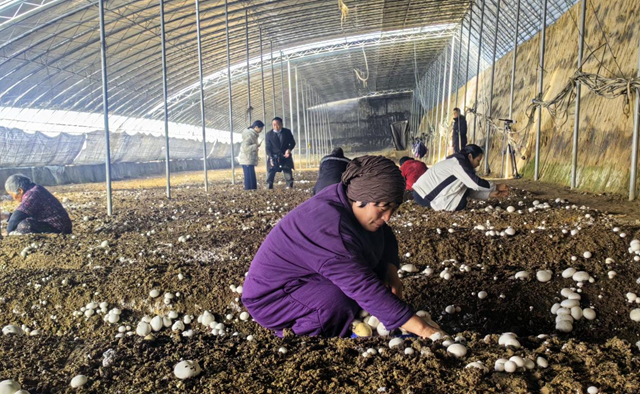 驛城區(qū)：雙孢菇喜獲豐收 種植基地急尋銷路