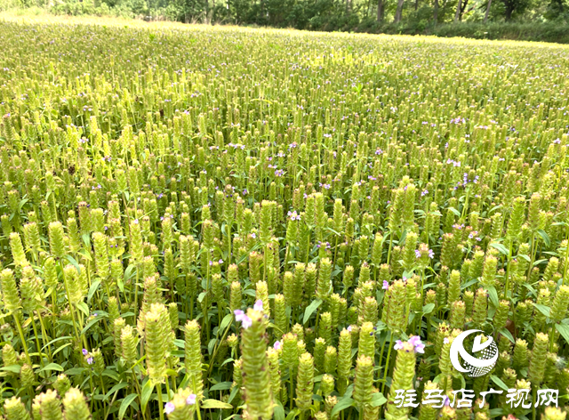 確山縣深耕農(nóng)業(yè)品牌建設(shè) 以品牌賦能鄉(xiāng)村振興高質(zhì)量發(fā)展