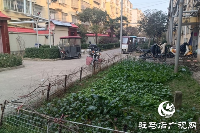 駐馬店飛龍小區(qū):清理“私家菜園” 讓公共綠地回歸本色