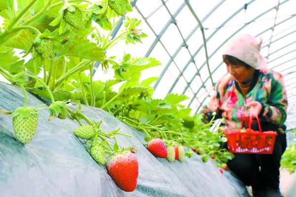 農(nóng)事冬日忙