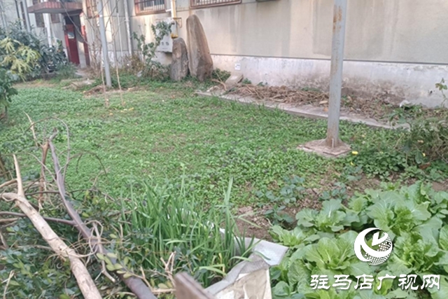 駐馬店飛龍小區(qū):清理“私家菜園” 讓公共綠地回歸本色
