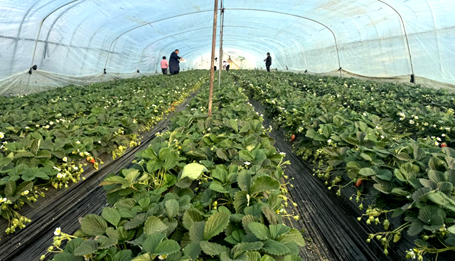 冬日里的“莓”好時光：驛城區(qū)順河鄉(xiāng)草莓園迎來采摘季