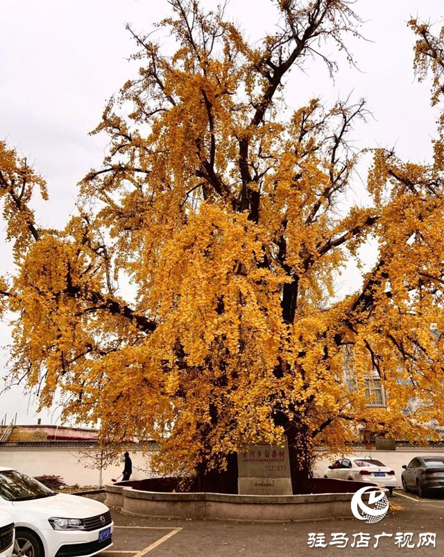 驛城區(qū)老河鄉(xiāng)被評(píng)為“美麗中國(guó)·深呼吸小鎮(zhèn)”