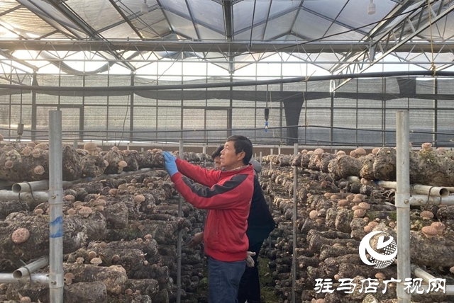 驛城區(qū):小香菇撬動(dòng)大產(chǎn)業(yè) “一村一品”鋪就振興路
