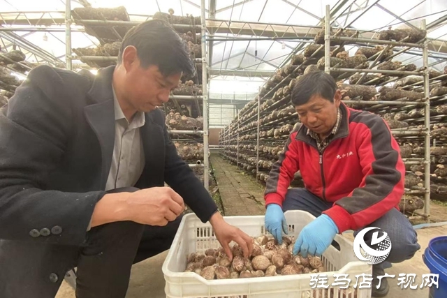 驛城區(qū):小香菇撬動(dòng)大產(chǎn)業(yè) “一村一品”鋪就振興路