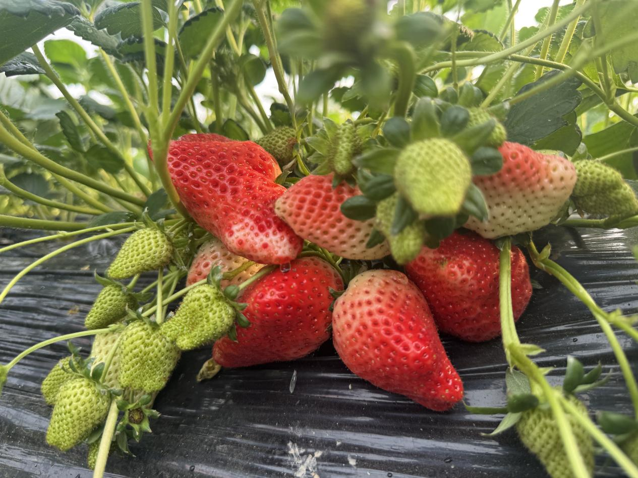 冬日“莓”好時光開啟