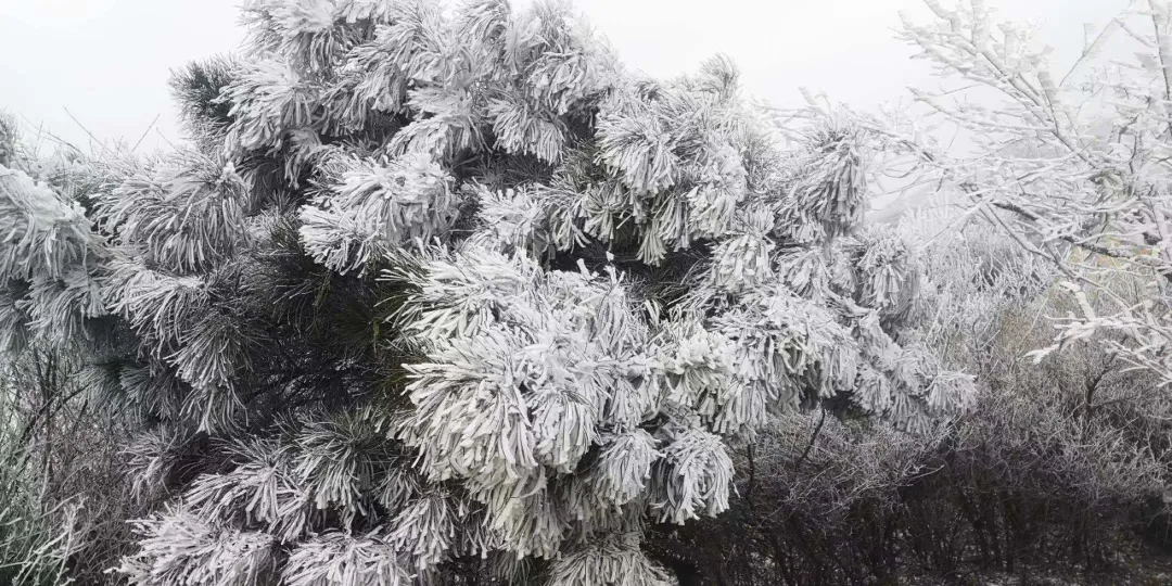 速凍的浪漫，這波冬日顏值“殺”我！