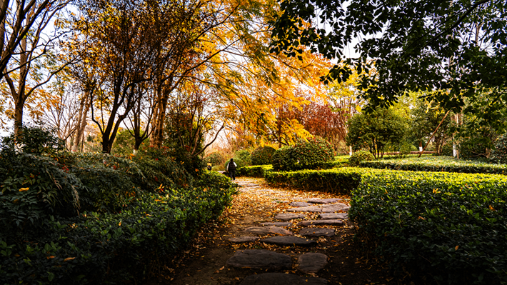 縣區(qū)動(dòng)態(tài) | 金輝染玉帶 樹(shù)影繪冬卷