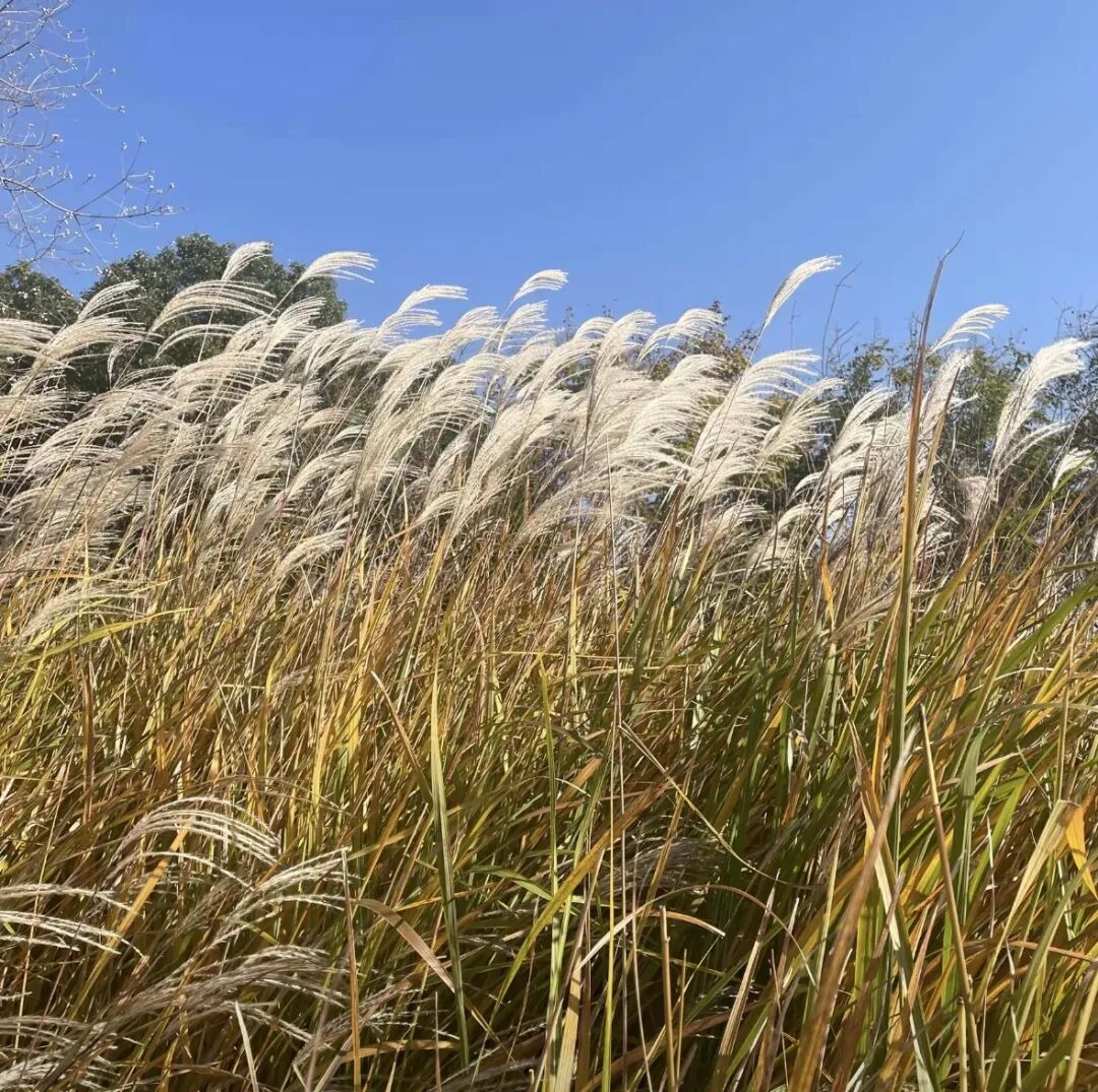 全部免費！在駐馬店，收藏冬日的第一縷暖陽
