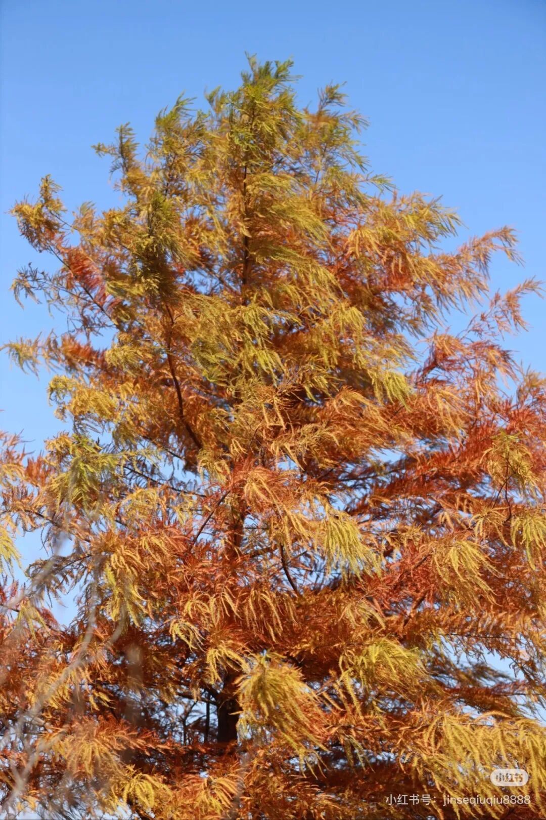 家門口的練江湖，藏著一片會“燃燒”的森林！