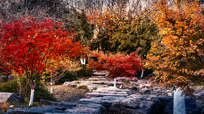 縣區(qū)動(dòng)態(tài) | 金輝染玉帶 樹(shù)影繪冬卷