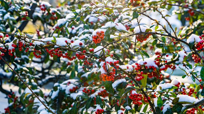 縣區(qū)動(dòng)態(tài) | 雪落無聲 詩意滿園