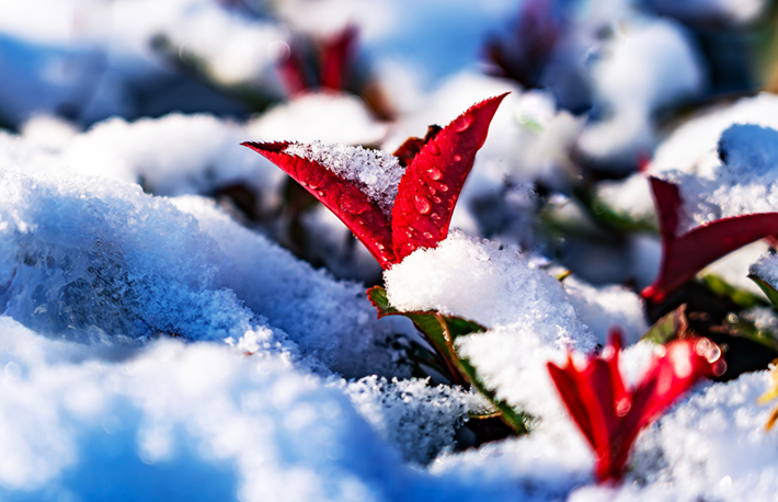 縣區(qū)動(dòng)態(tài) | 雪落無聲 詩意滿園