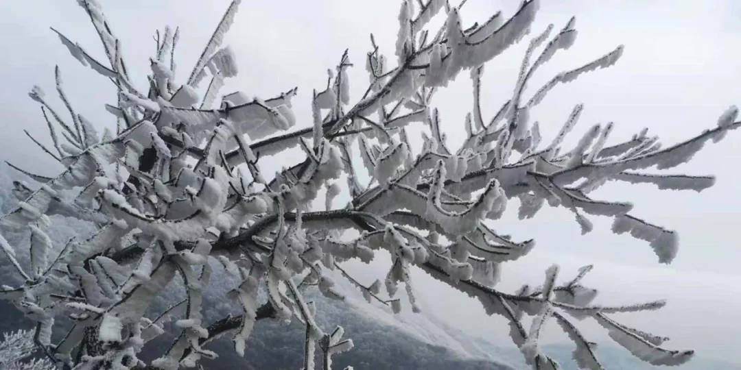 速凍的浪漫，這波冬日顏值“殺”我！