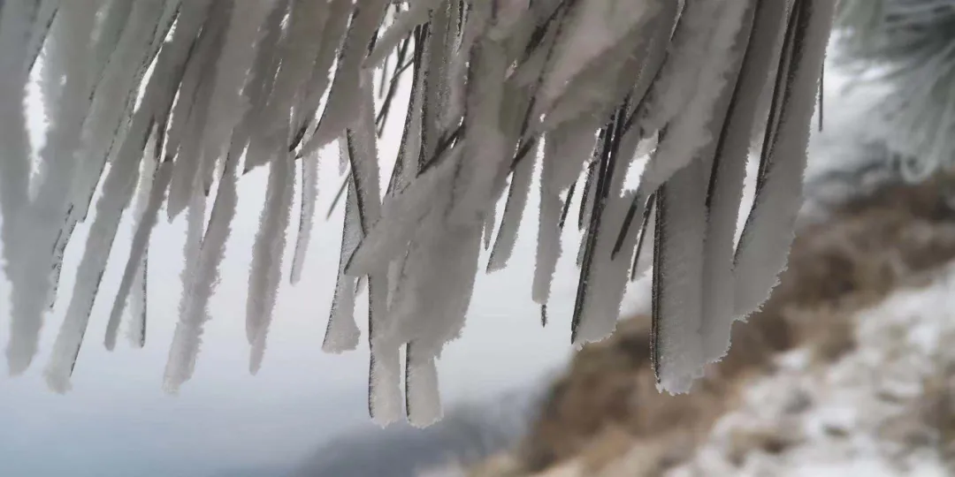 速凍的浪漫，這波冬日顏值“殺”我！